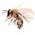 Sweet Bee no.18