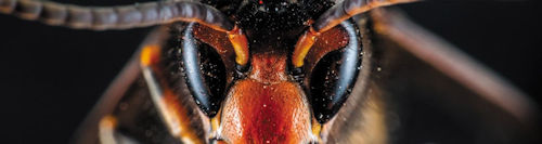 The Asian hornet