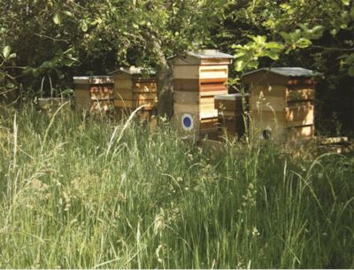 An Asian Hornet trap