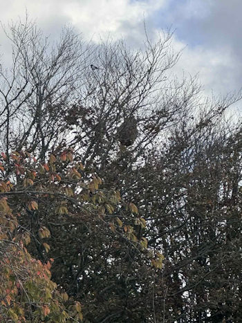 Picture of Asian Hornets Nest in a tree ©John Pryor
