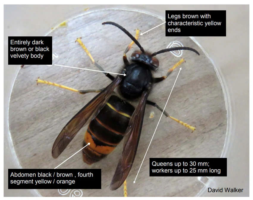 Yellow-legged hornet identification photo