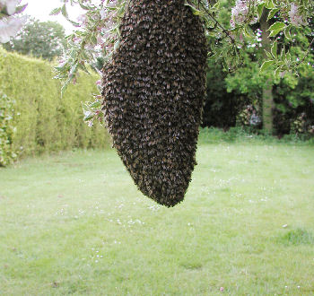 Bees Outside
