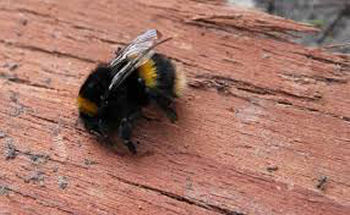 Tree Bumble Bee