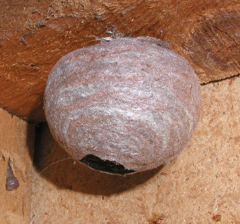 Solitary Bees Nest