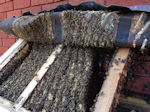 Bees in roof