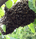 Swarm in tree