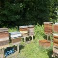 Beekeeper Selling-up